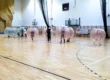 Mecz w wielkich dmuchanych piłkach – Bumper Ball Kraków